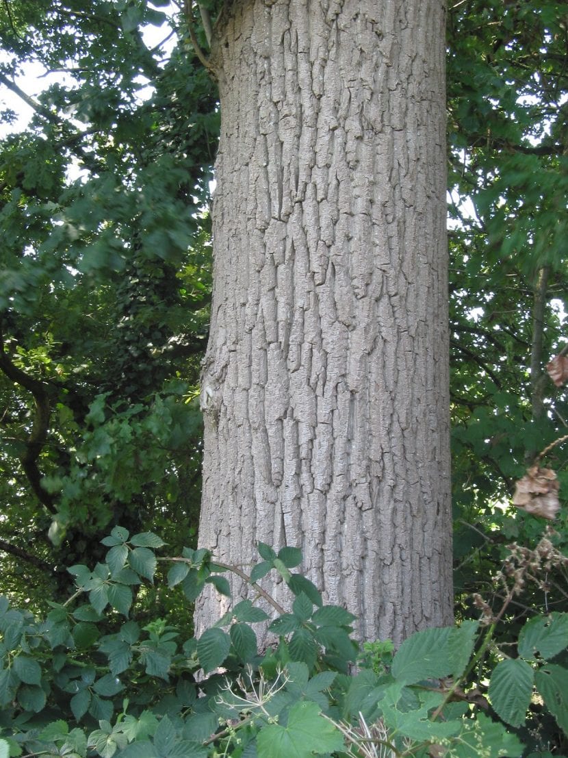 Tronco adulto de Populus canadensis con la corteza agrietada