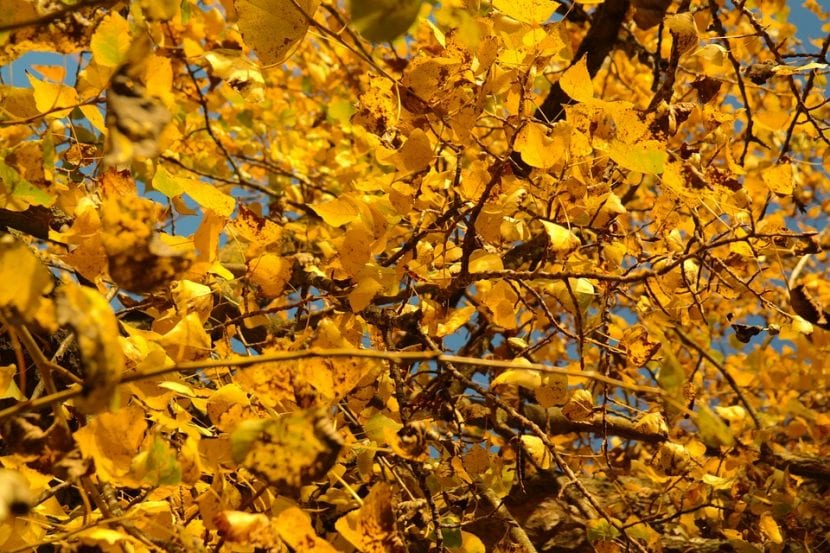 Álamo americano con el follaje amarillo del otoño