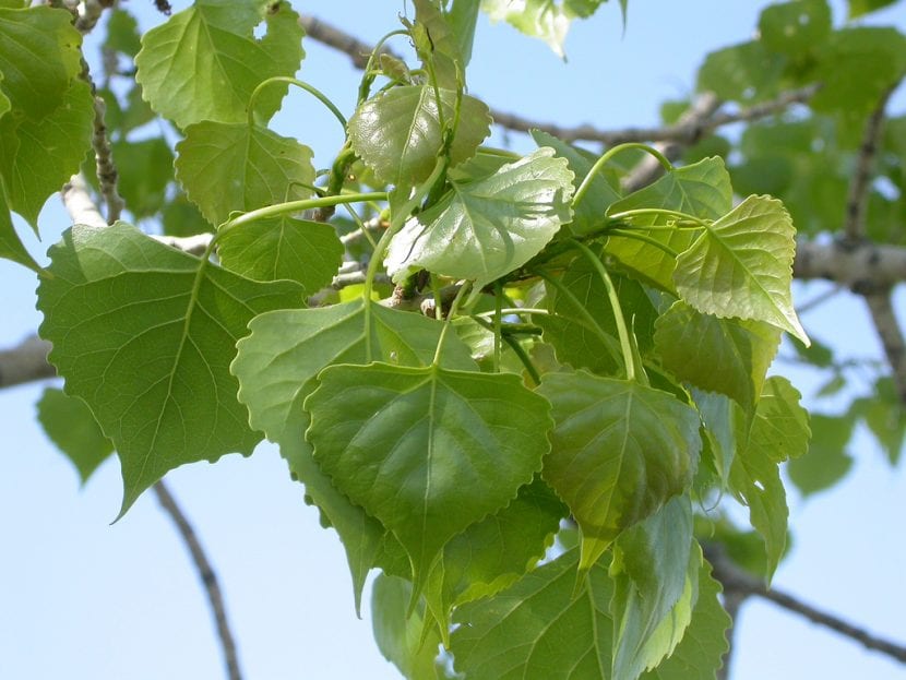 Hojas triangulares de Populus deltoides