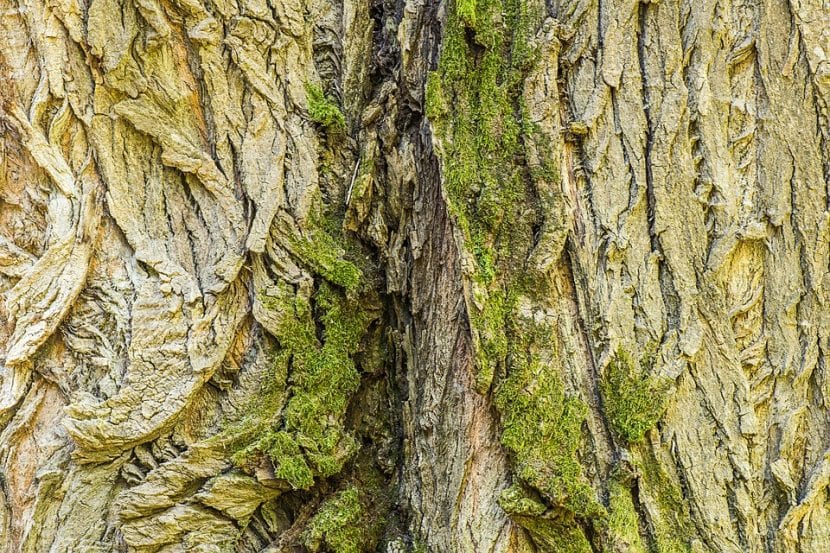 Tronco agrietado y con protuberancias de un ejemplar viejo de Populus nigra