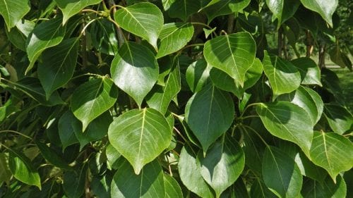 Ramas llenas de hojas verdes del árbol Populus simonii