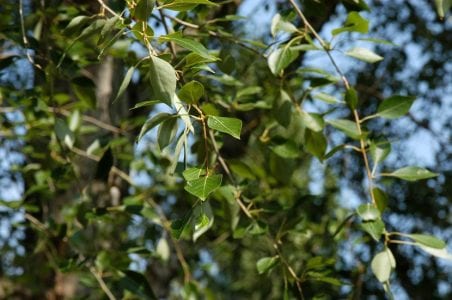 Ramas y hojas verdes del chopo Populus simonii