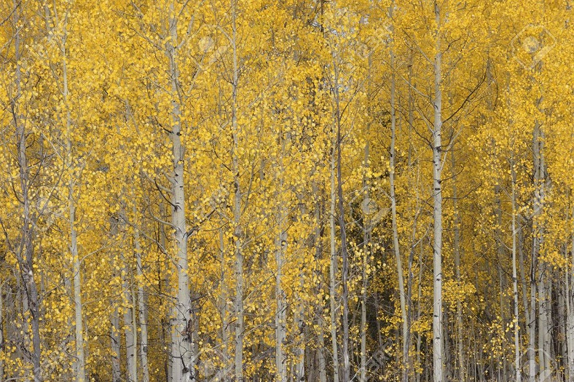 Populus tremuloides: cultivo del álamo temblón americano