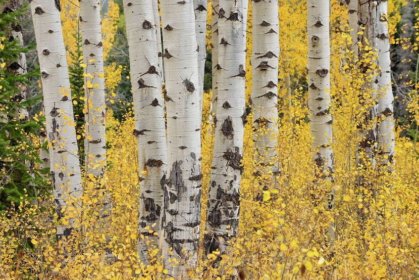Troncos claros y lisos de Populus tremuloides en una masa de álamos temblones