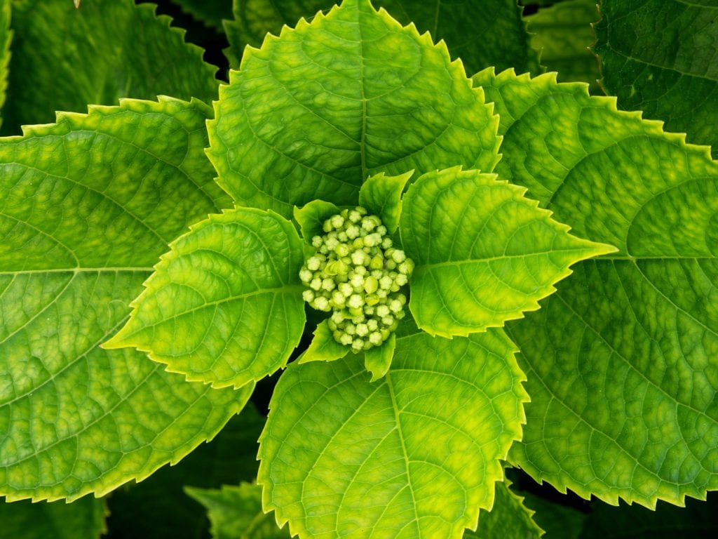 Por qué las hortensias no dan flores y cómo arreglarlo