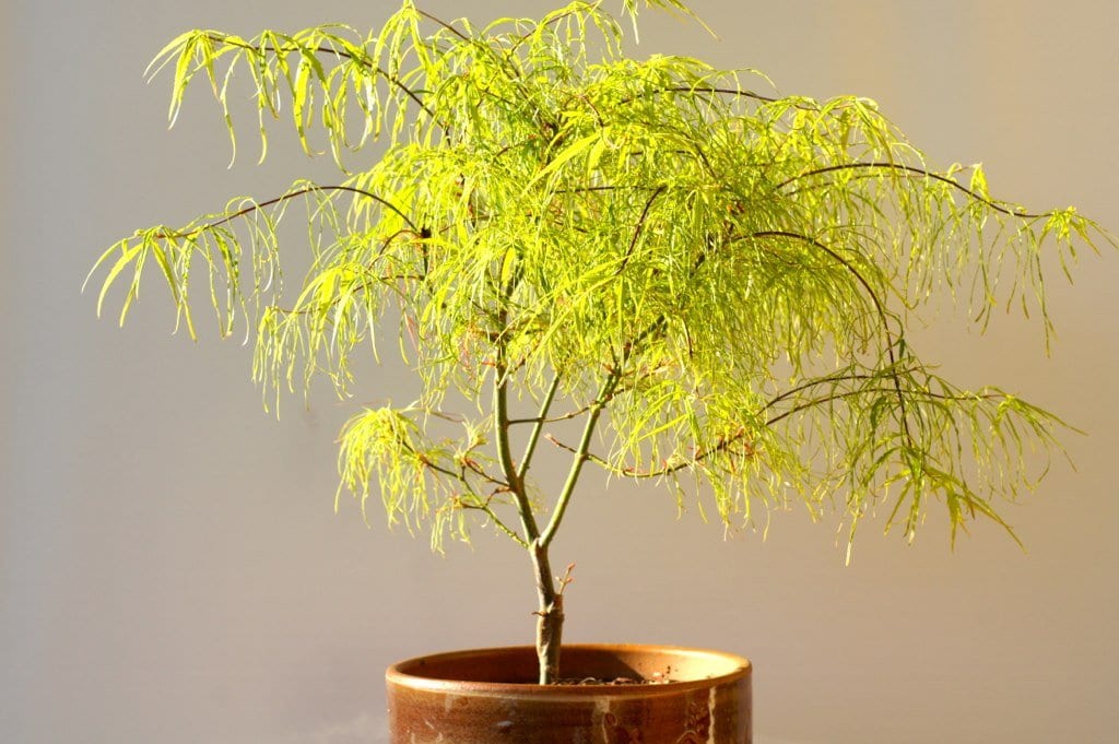 Mi árbol no cambia de color en otoño: causas y soluciones