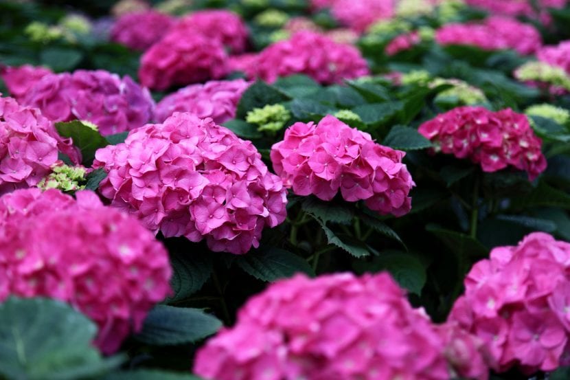 Hortensia de flores rosas en flor