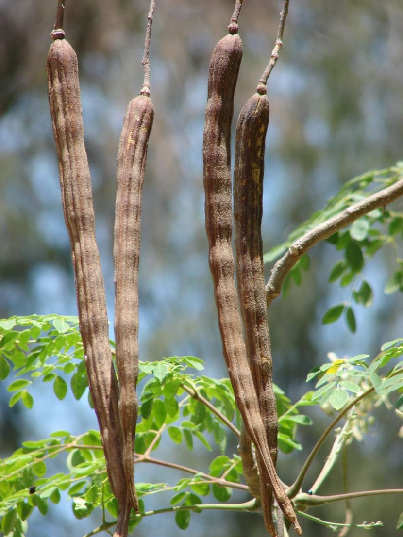Vainas alargadas de Moringa oleifera colgando del árbol