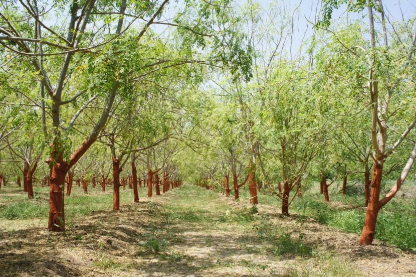 Ejemplar joven de Moringa oleifera con su follaje compuesto característico