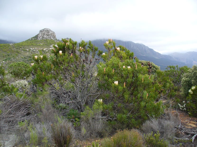 Arbustos de Protea en flor