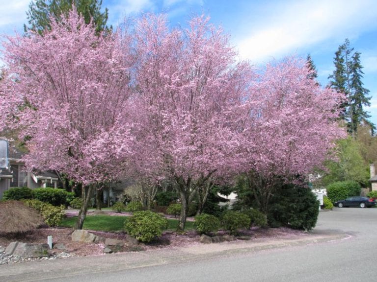 Prunus cerasifera en flor a finales de invierno
