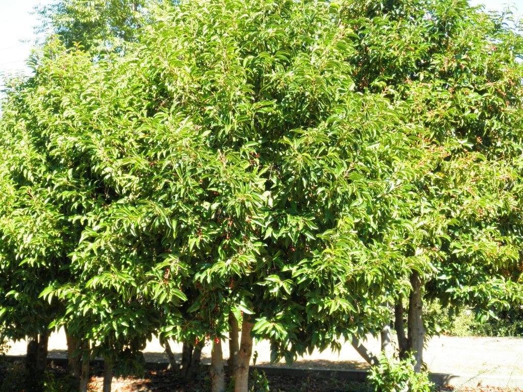 Prunus lusitanica: el mejor seto perenne para sombra