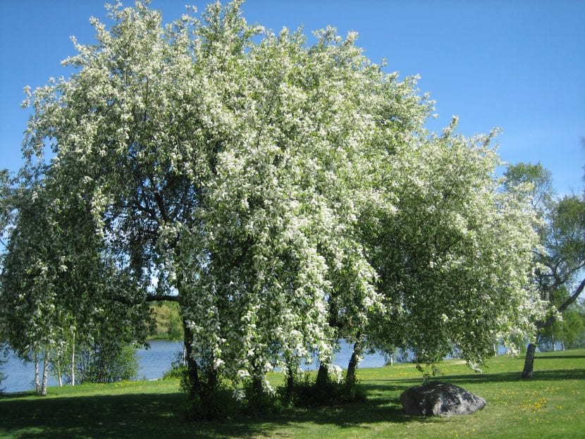Prunus padus en flor, con sus característicos racimos colgantes blancos