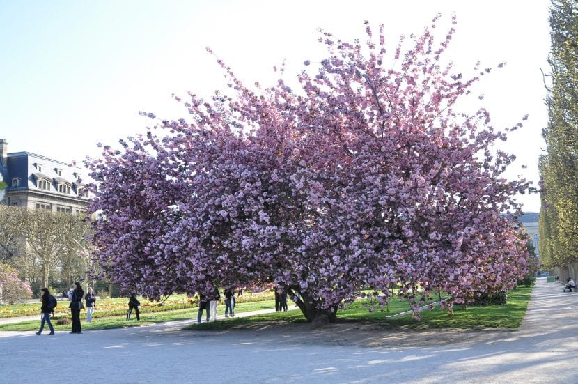 Prunus serrulata Kanzan en plena floración primaveral
