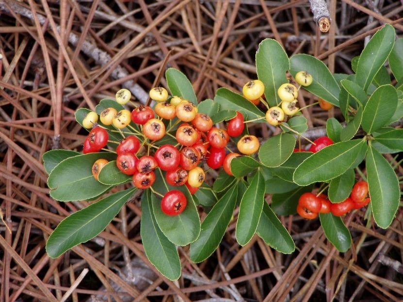 Frutos naranjas de Pyracantha coccinea en otoño