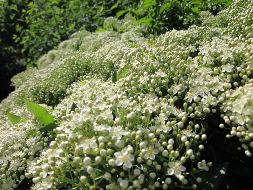 Pyracantha coccinea en flor, con corimbos de flores blancas