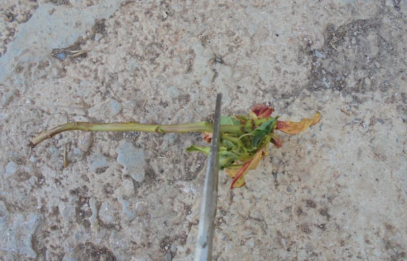Corte de un esqueje de flor de pascua