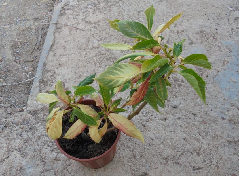 Flor de pascua con brácteas rojas