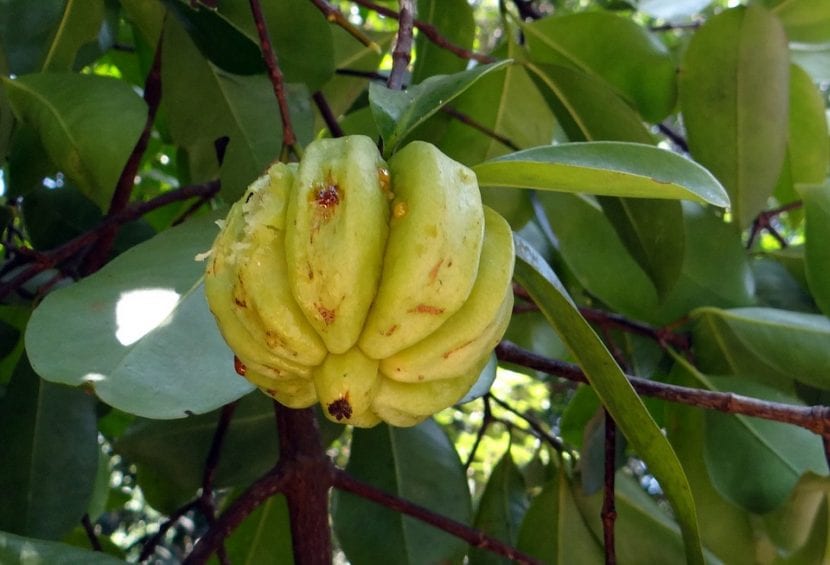 Frutos de tamarindo malabar, Garcinia gummi-gutta, con sus surcos característicos