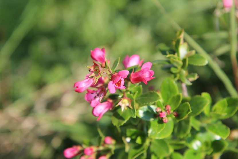 Arbusto en plena floración en un jardín