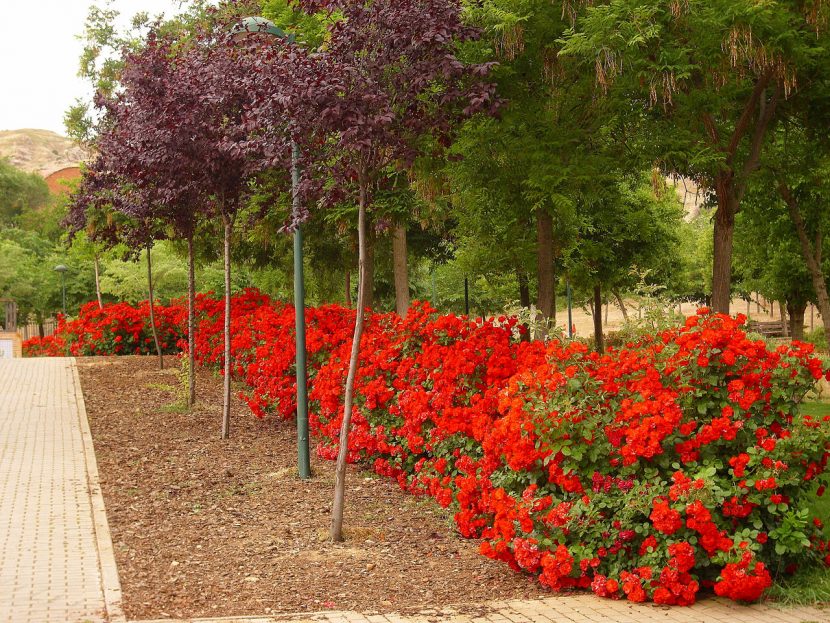 Grupo de arbustos formando un macizo en un jardín