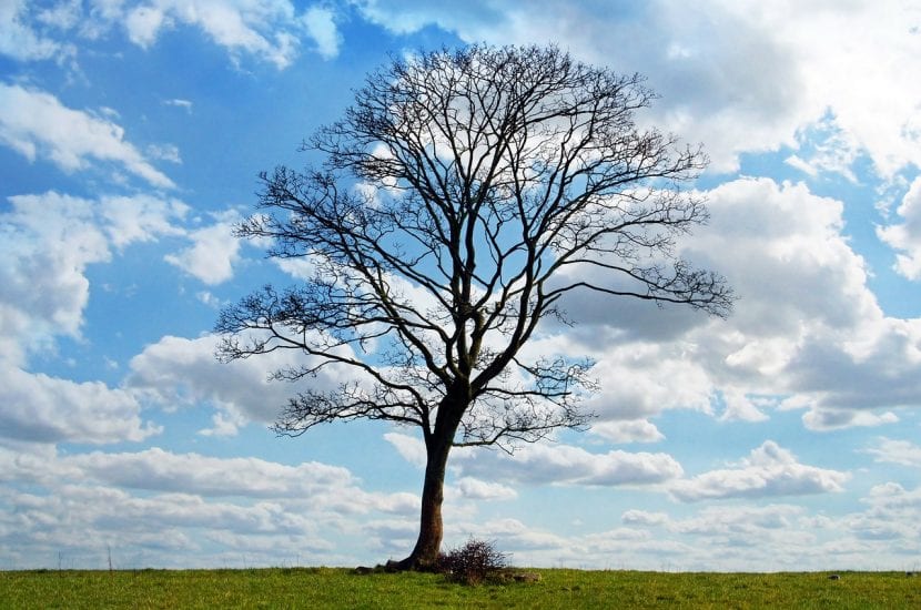 Árbol en invierno tras un temporal