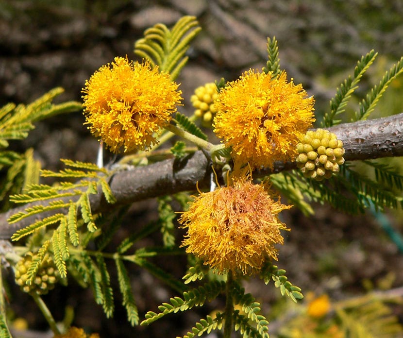 Flores globosas y anaranjadas de Vachellia caven, el aromo criollo