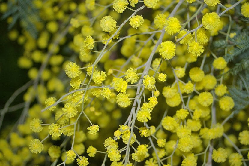 Racimos de flores amarillas de Acacia dealbata en plena floración invernal