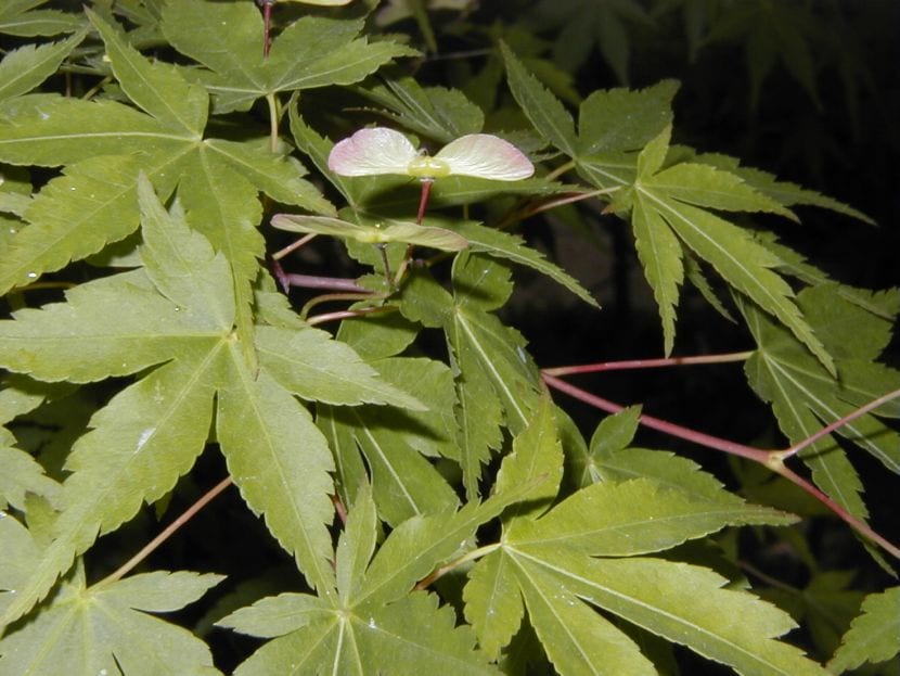 Hoja palmeada de Acer palmatum, arce japonés, una de las acidófilas clásicas