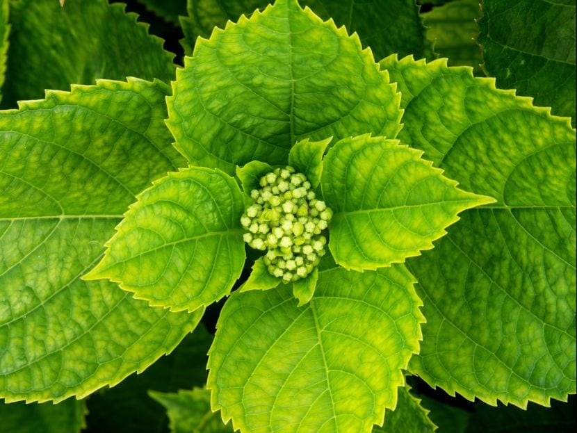 Inflorescencia de hortensia, cuyo color depende del pH y del aluminio disponible