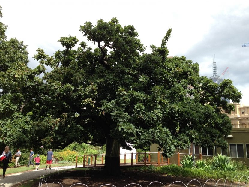 Ejemplar adulto de Quercus canariensis con la copa amplia y redondeada