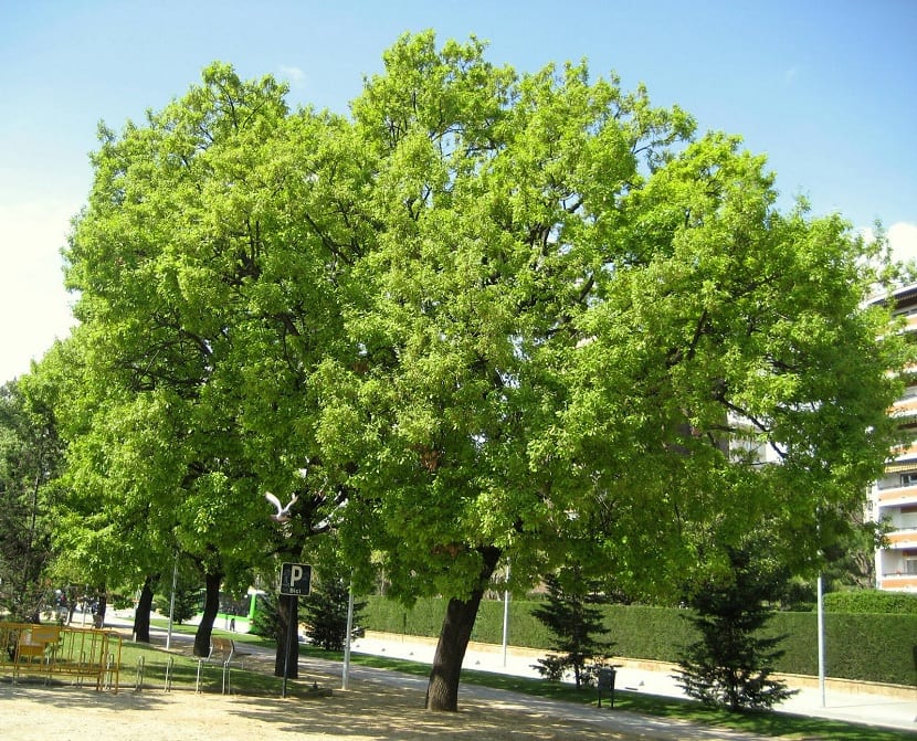 Ejemplar completo de roble pubescente, Quercus humilis