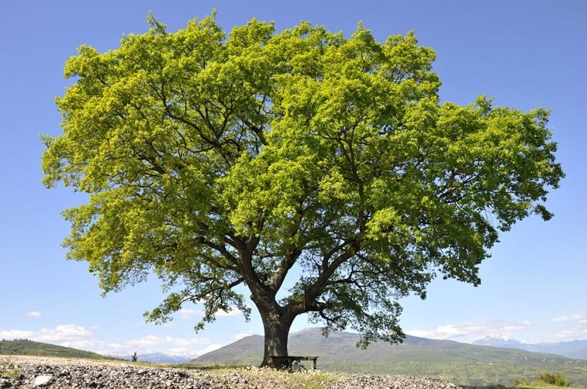 Ejemplar de gran porte de Quercus petraea o roble albar