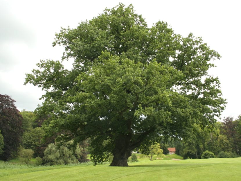 Ejemplar adulto de Quercus robur o roble carballo