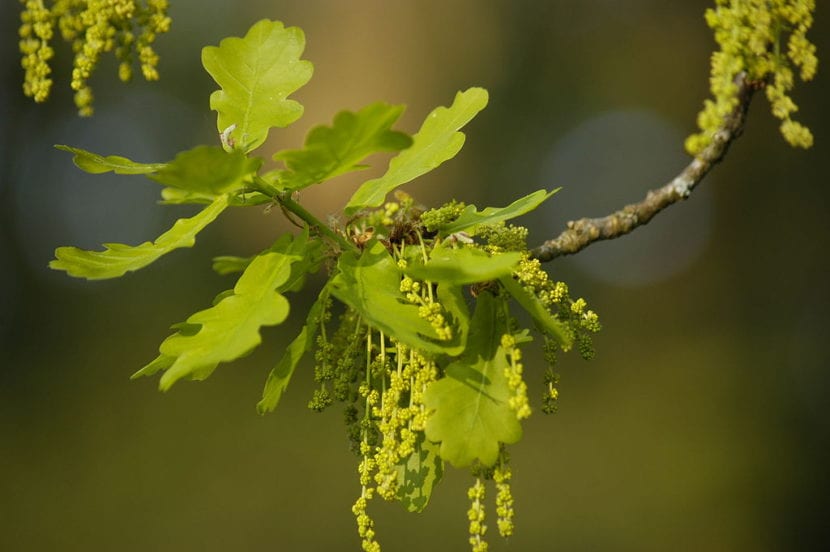 Amentos masculinos en flor del roble Quercus robur