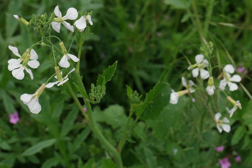 Flores blancas con nervios violeta del rabanillo