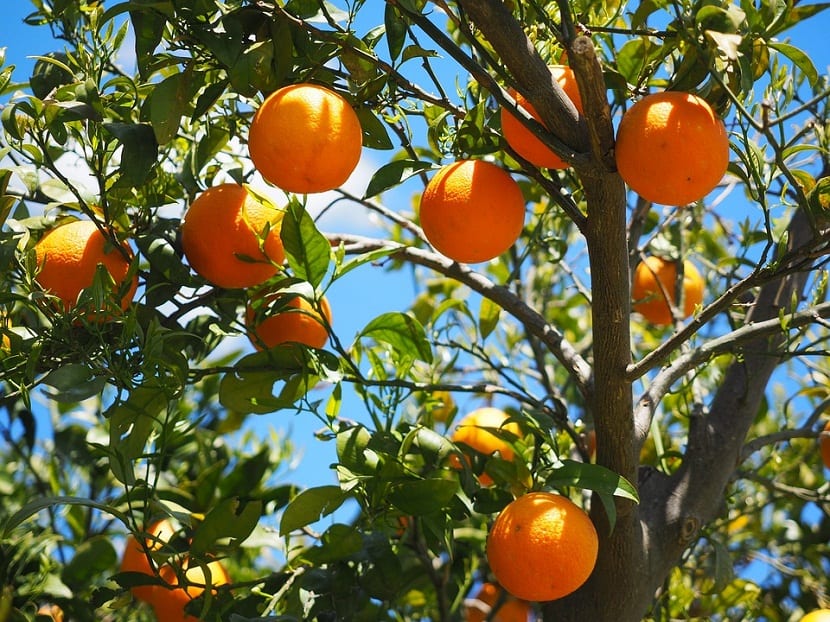 Naranjas maduras en el árbol