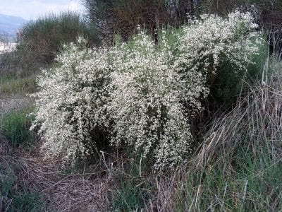 Arbusto de Retama monosperma cubierto de flores blancas