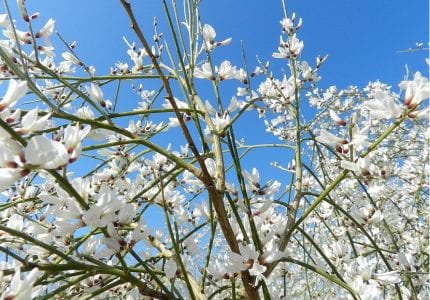 Ramas de retama blanca cubiertas de pequeñas flores