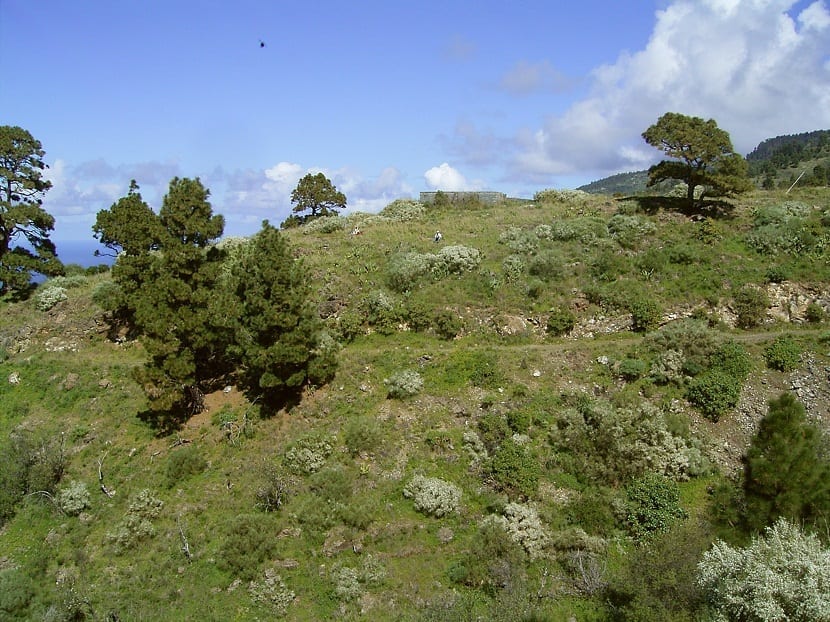 Ejemplares de Retama raetam repartidos por la ladera de un monte