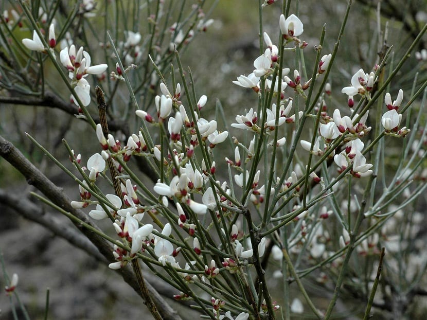 Rama de Retama raetam cubierta de pequeñas flores blancas