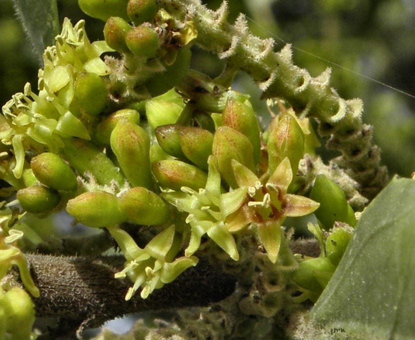 Flores verdosas de Rhamnus alaternus agrupadas en racimillos axilares