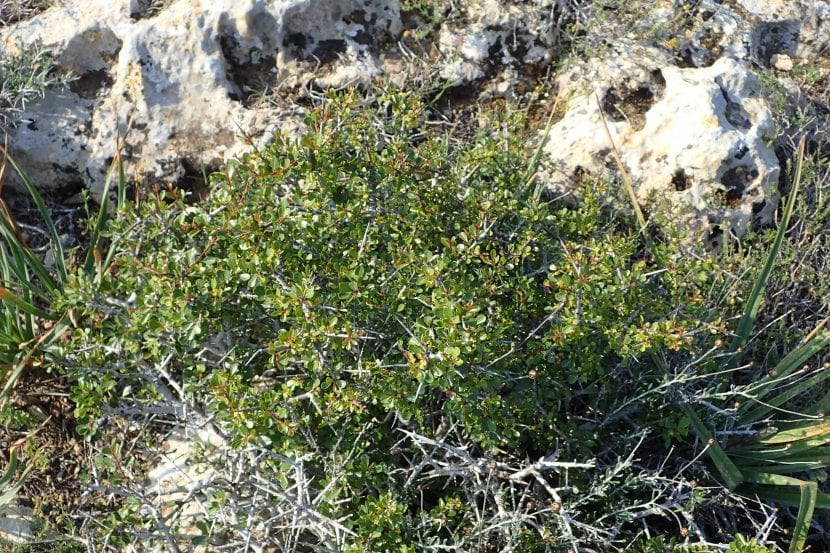 Ramaje espinoso y hojas estrechas de Rhamnus lycioides en su hábitat natural