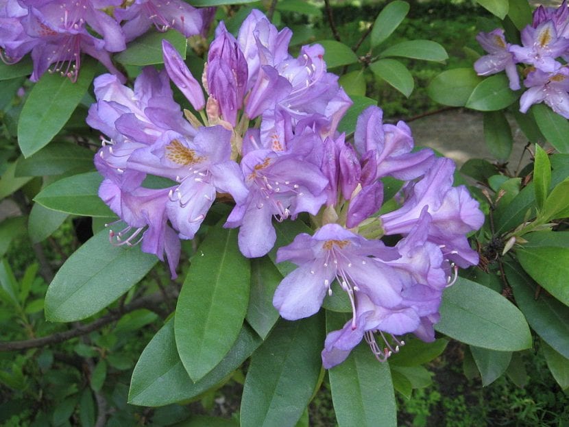 Flores lilas de Rhododendron ponticum subsp. baeticum