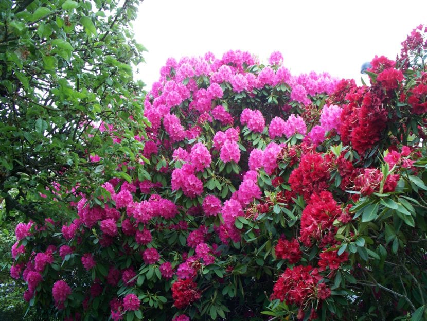 Grupo de rododendros en flor en un jardín
