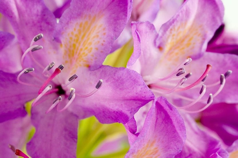 Flores de rododendro en primer plano