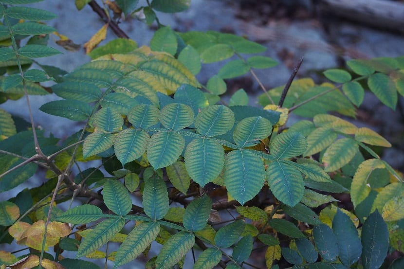 Rama de Rhus chinensis cubierta de hojas verdes compuestas