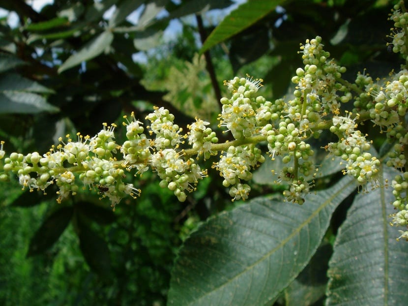 Panícula de Rhus chinensis con las flores a punto de abrirse