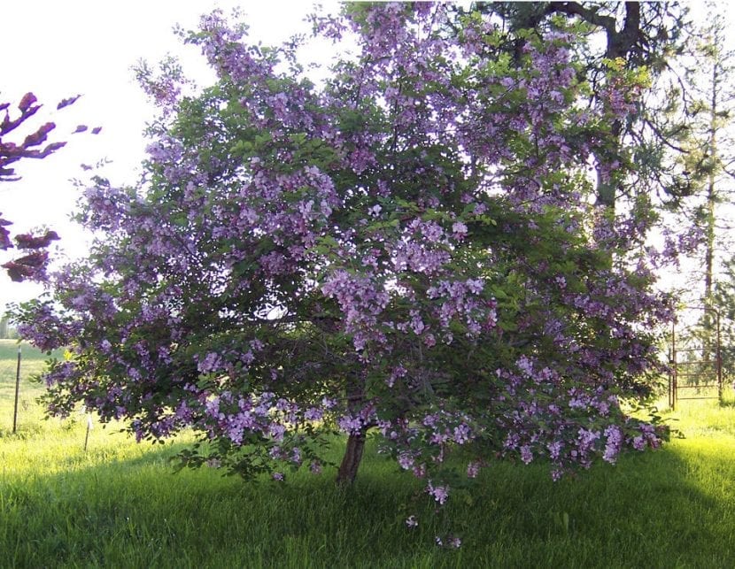 Ejemplar adulto de Robinia hispida formado como arbolito