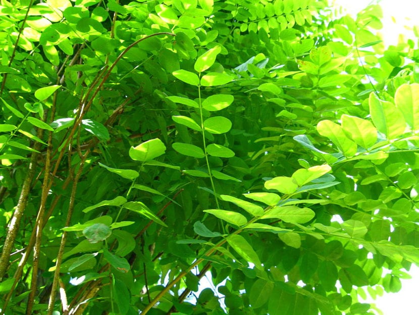 Robinia pseudoacacia Umbraculifera, la acacia de bola